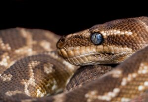 python