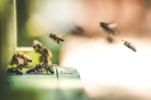 A lot of bees buzzing around