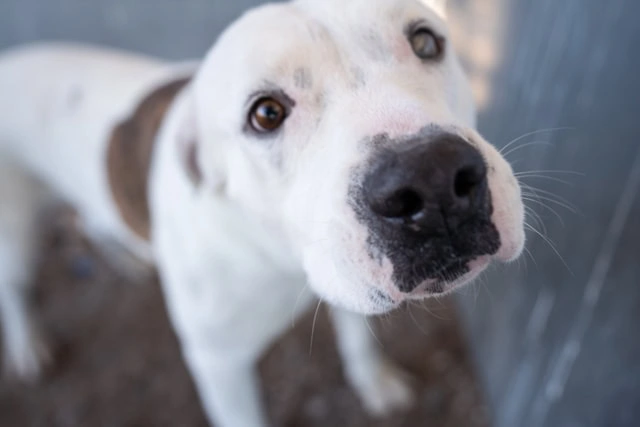 A dog looking up at the camera