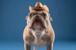 A bulldog wearing a cowboy hat