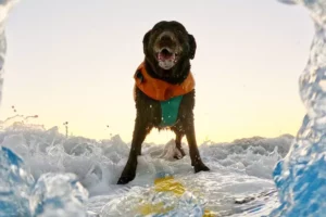 A dog surfing