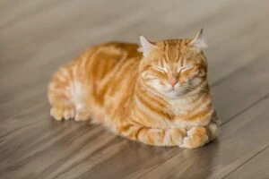 A cute Cat