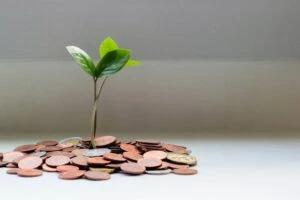 Money growing on a plant