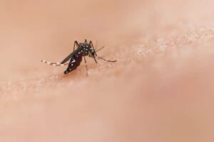 A mosquito on an arm
