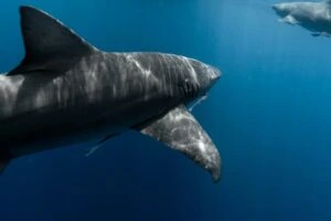 A shark swimming in the ocean