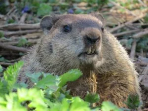 A ground hog