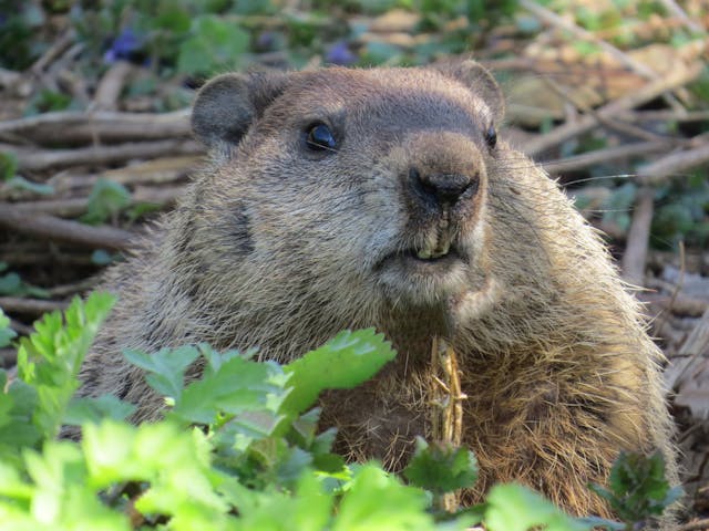 A ground hog