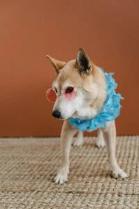 A dog wearing sunglasses
