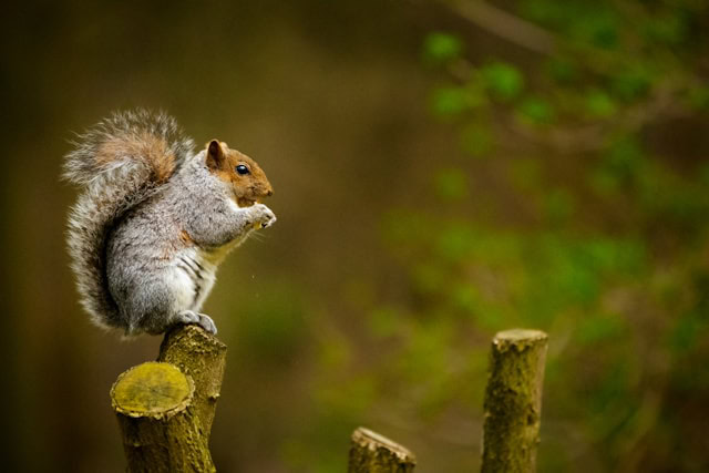 A squirrel